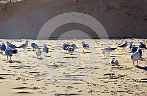 Seagulls on beach