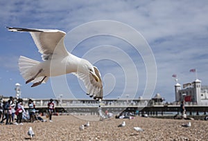 Seagulls on the beach - flying over the pebbles.