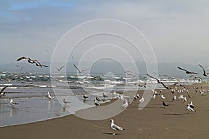 Seagulls at the Beach on a Foggy Day