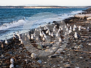 Seagulls on the beach at Fort Worden State Park - Port Townsend, WA, USA