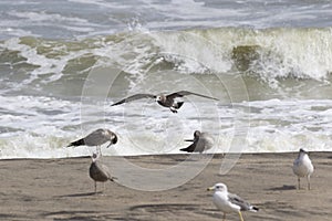 Seagulls on the beach in Japan during a Typhoon Storm