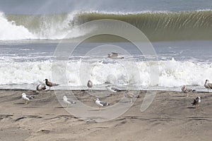 Seagulls on the beach in Japan during a Typhoon Storm