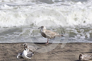 Seagulls on the beach in Japan during a Typhoon Storm