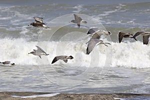 Seagulls on the beach in Japan during a Typhoon Storm