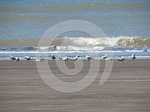 Seagulls on the beach - Monte Hermoso - Argentina