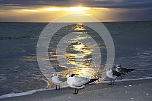 Seagulls on the beach sand at sunset