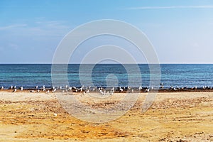 Seagulls on a beach of Savelletri near Fasano in Salento Italy