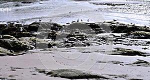Seagulls on the beach of Seiramar, between Covas a Sacido, in Viveiro, Lugo, Galicia. Spain. photo