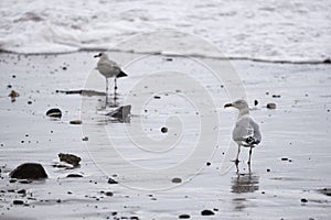 seagulls at the beach during the storm in Nr. Vorupoer on the North Sea coast