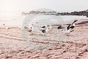 Seagulls on the beach on a sunny day