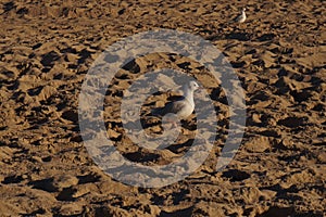 Seagulls on the beach