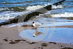 seagulls on the beach usedom
