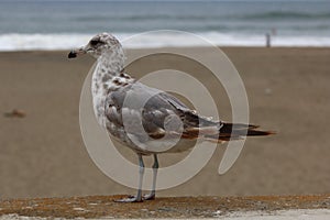 Seagulls on The beach