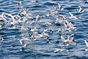 Seagulls on bhe sea