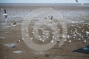 Seagulls bird at the sea Bangpu Samutprakarn Thailand