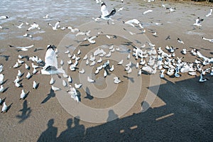 Seagulls bird at the sea Bangpu Samutprakarn Thailand