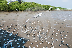 Seagulls bird at the sea Bangpu Samutprakarn Thailand