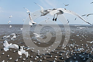 Seagulls bird at the sea Bangpu Samutprakarn Thailand