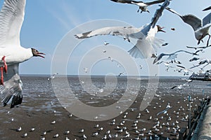 Seagulls bird at the sea Bangpu Samutprakarn Thailand