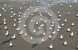 Seagulls bird at the sea Bangpu Samutprakarn Thailand