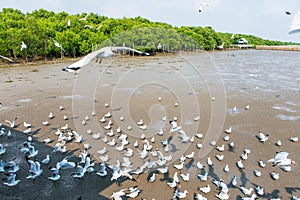 Seagulls bird at the sea Bangpu Samutprakarn Thailand