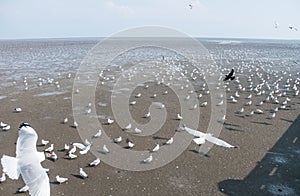 Seagulls bird at the sea Bangpu Samutprakarn Thailand