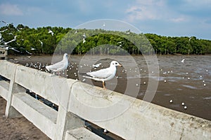 Seagulls bird at the sea Bangpu Samutprakarn Thailand