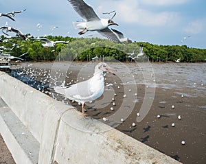 Seagulls bird at the sea Bangpu Samutprakarn Thailand