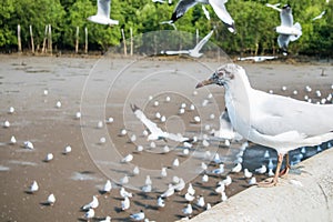 Seagulls bird at the sea Bangpu Samutprakarn Thailand