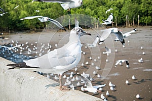 Seagulls bird at the sea Bangpu Samutprakarn Thailand