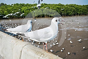 Seagulls bird at the sea Bangpu Samutprakarn Thailand