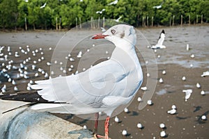 Seagulls bird at the sea Bangpu Samutprakarn Thailand