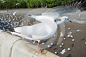 Seagulls bird at the sea Bangpu Samutprakarn Thailand