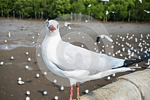 Seagulls bird at the sea Bangpu Samutprakarn Thailand