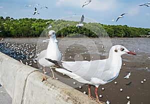Seagulls bird at the sea Bangpu Samutprakarn Thailand