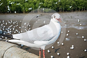 Seagulls bird at the sea Bangpu Samutprakarn Thailand