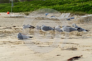 Seagulls and birds on the beach early morning