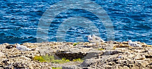 Seagulls birds on cliff at Cala Mondrago Samarador Mallorca