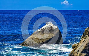 Seagulls Birds sitting on pooped rock in the sea Mexico photo