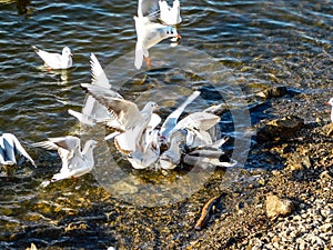 Seagulls birds water movement nature