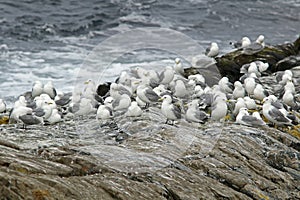 Seagulls, black-legged kittiwake Rissa tridactyla