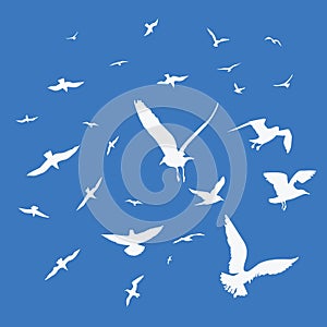 Seagulls on blue background