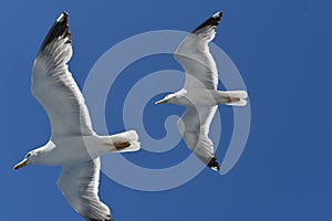 Seagulls in the blue sky
