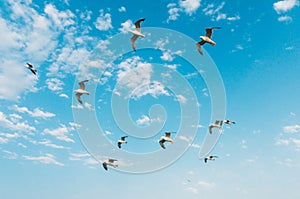 Seagulls with blue sky in background