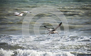 Seagulls and the blue waters.