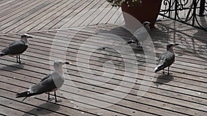 Seagulls on the Boardwalk