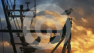 Seagulls On Boat Rigging With Golden Evening Sky