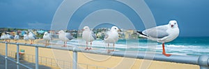 Seagulls at Bondi Beach. A wet weekend in Sydney, Australia