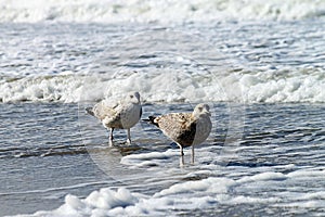 Seagulls on Borkum. photo