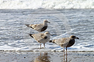 Seagulls on Borkum. photo